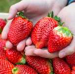 OKAZJA! Sadzonki truskawek od producenta ponad 15 odmian