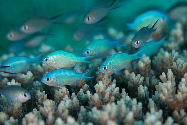 Chromis Viridis S/M Akwarium Morskie Wysyłka