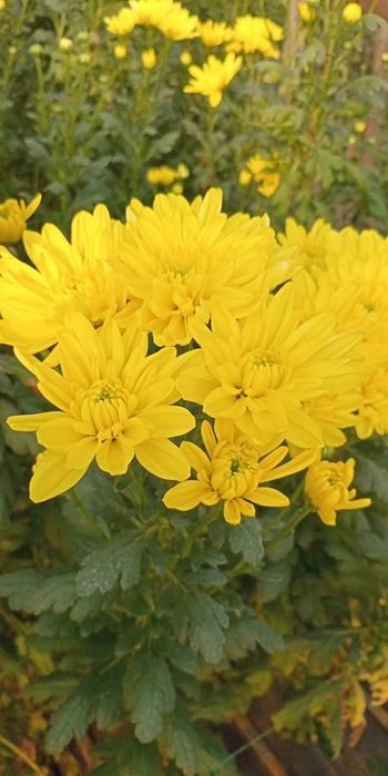 Продам маточник хризантем