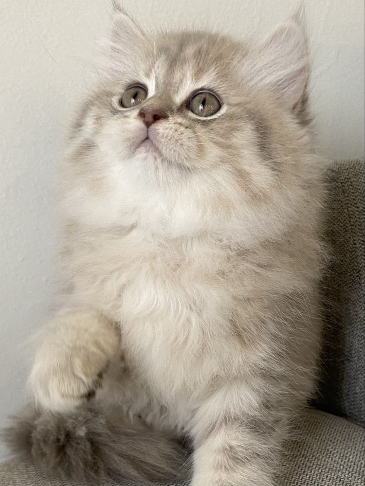 British Longhair