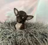 Chłopiec rasy Chihuahua
