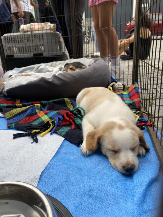 Cachorros bebés para adoção