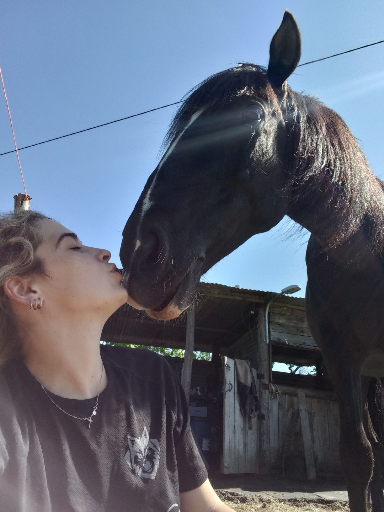 Vendo cavalo muito meigo