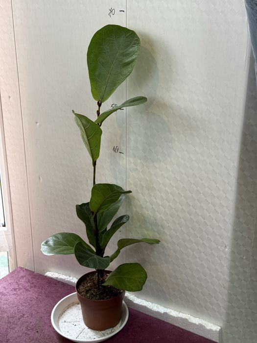 Фікус лірата  кімнатні рослини