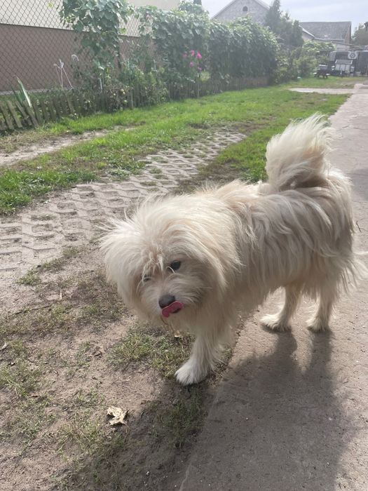 Roczny biały kundelek