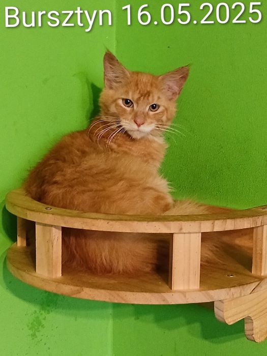Sprzedam kocurka rasy Maine Coon urodzonego 16.05.2025,,Bursztyn,,