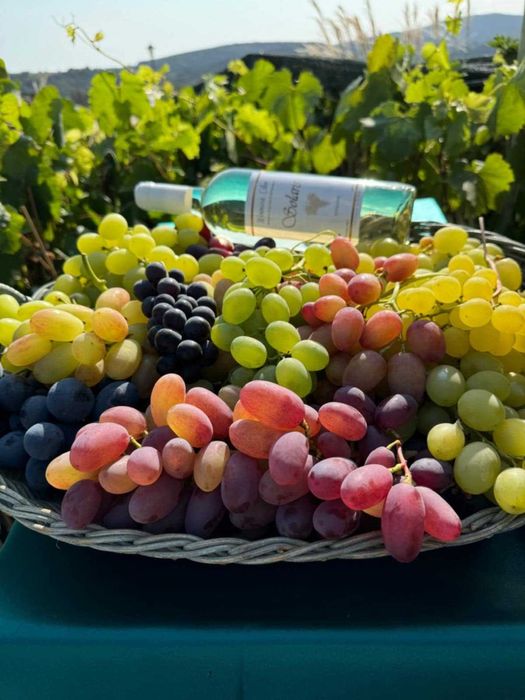 Szczepione winogrono na wino i soki Maréchal Foch. Sadzonki winorośli.