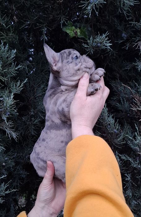 Французький бульдог..