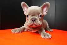Buldog Francuski-Piesek Blue