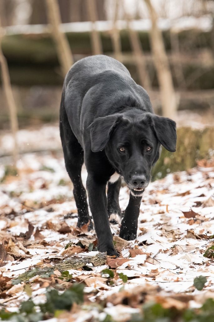 Piękny Dimon do adopcji!