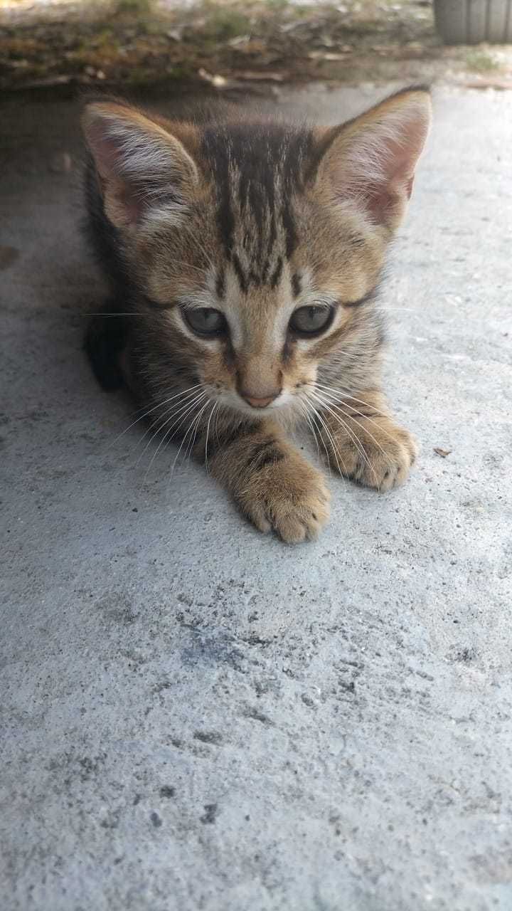 3 gatinhos para adoção responsável
