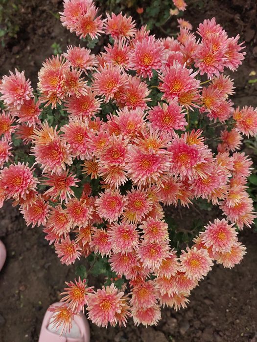 Маточники мультифлора жовта