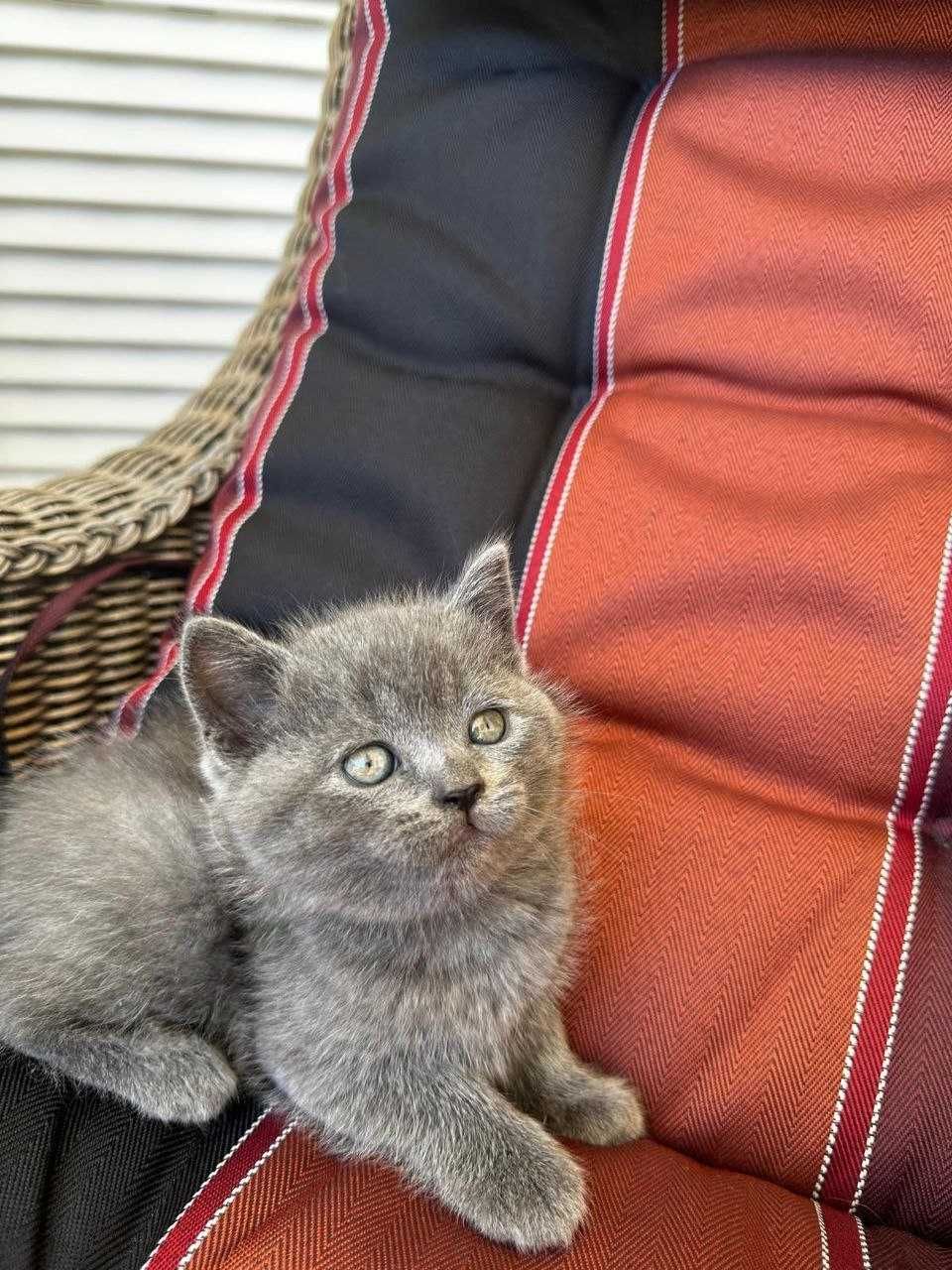 Gatinho Scottish Straight azul Algarve