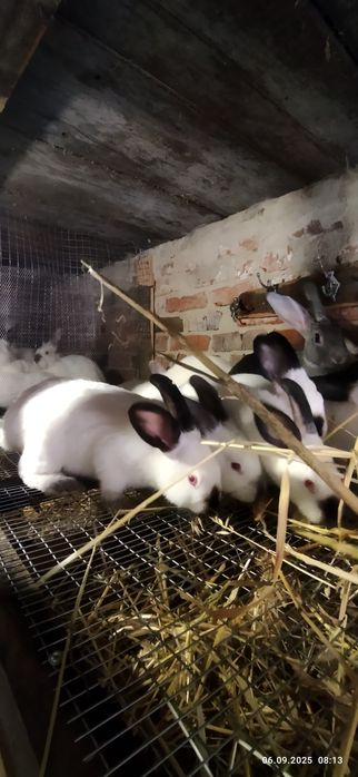 Продам кроликів віком від 5 місяців