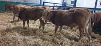 byczki odsadki mięsne Limousin