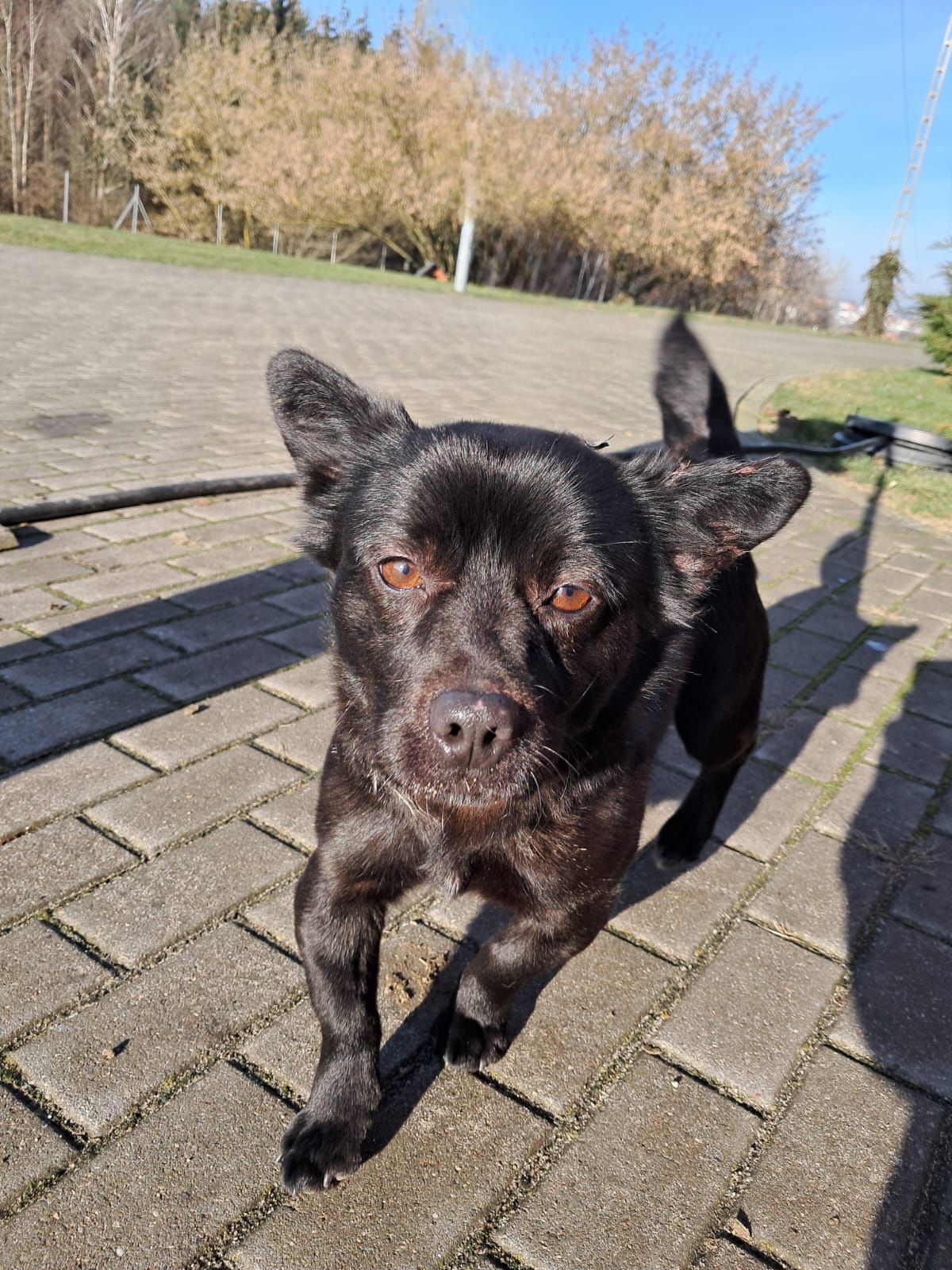 Mały sukces do adopcji!
