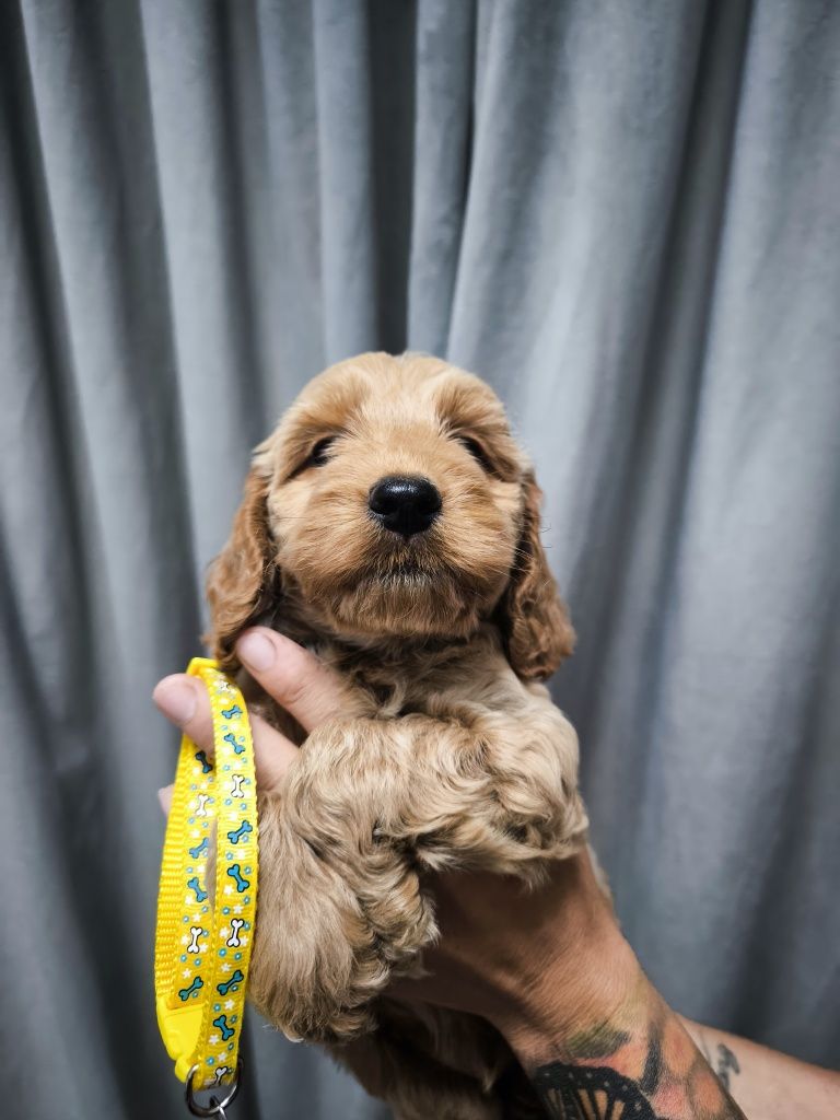 Cockapoo F1 Śliczny chłopak-BADANIA