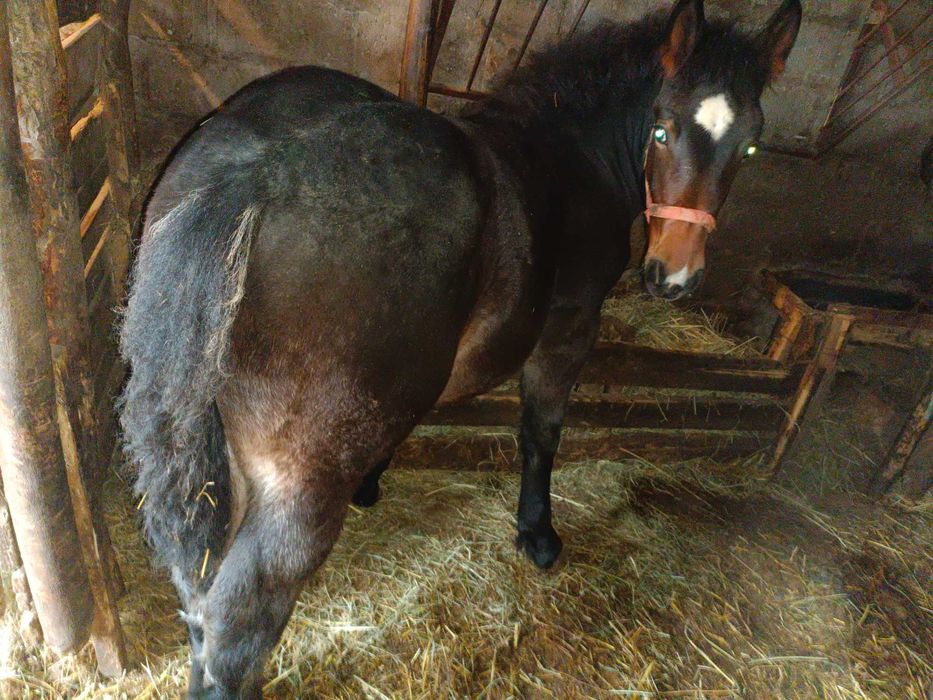 Klacz zimnokrwista PkZ