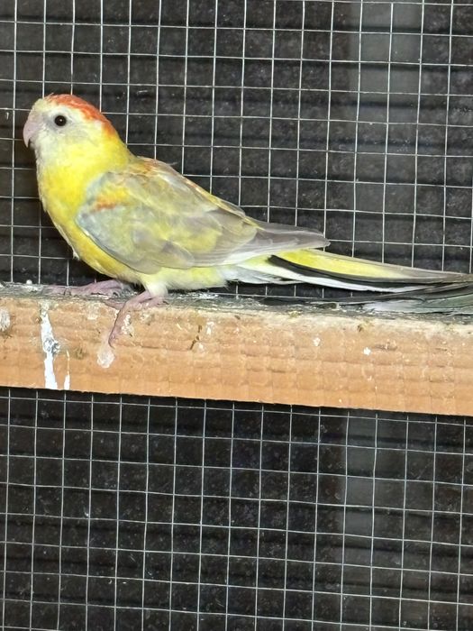 Sprzedam kanarki i inne ptaki