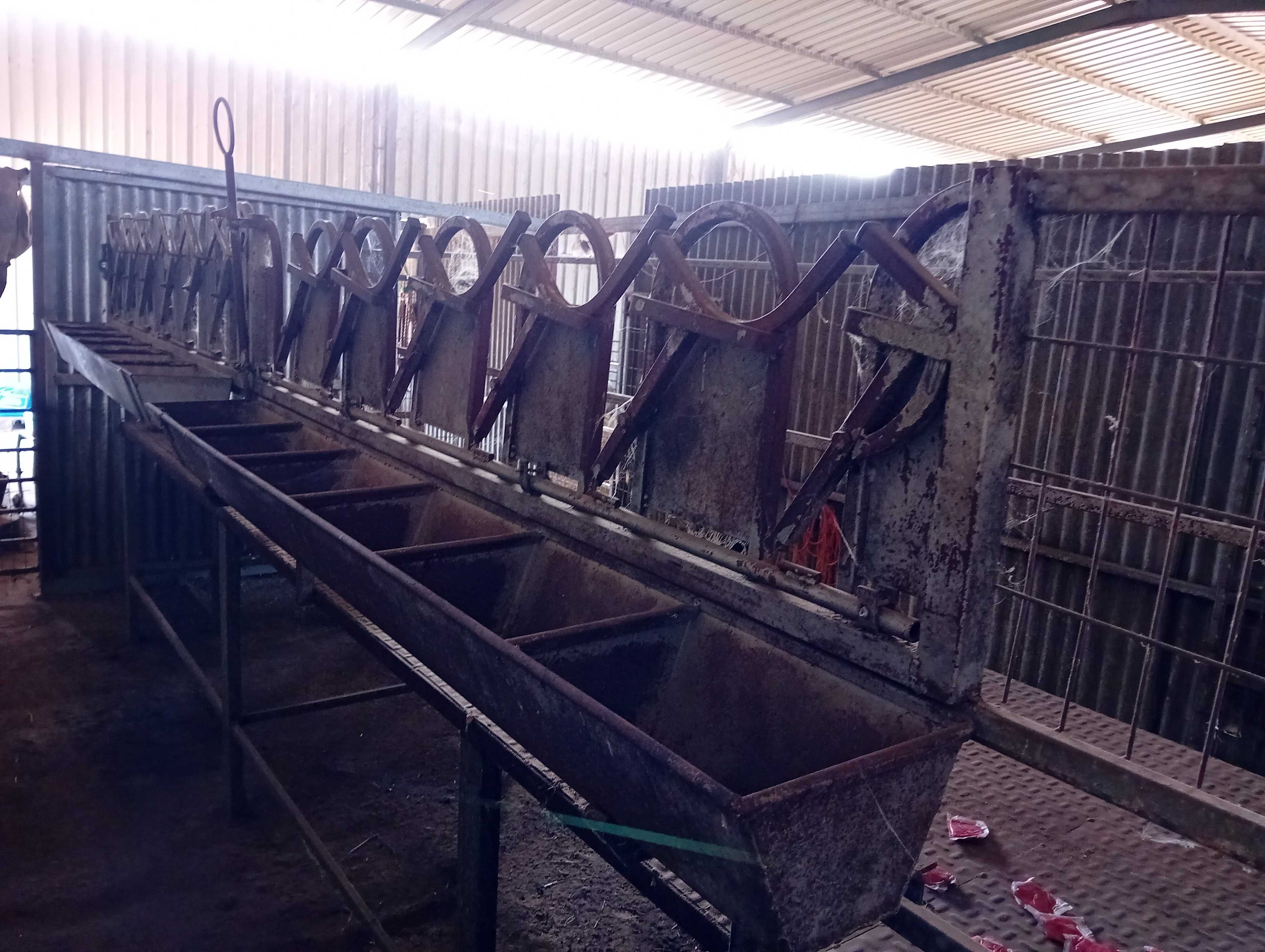 Cabras, amarre de 12 cabras, máquina de ordenha e tanque de 300l