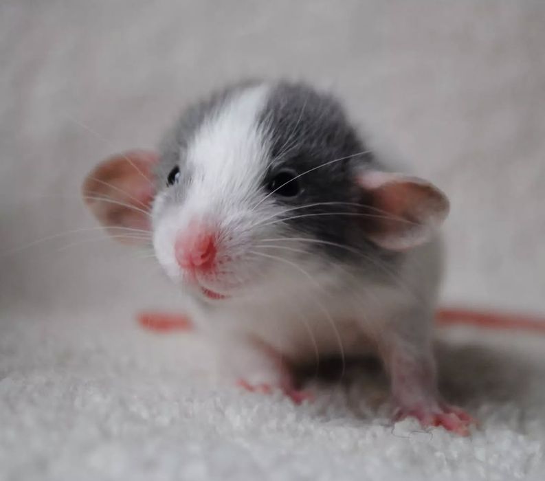 Крысенок дамбо. Пацючок. Щур. Крысята. Рекс