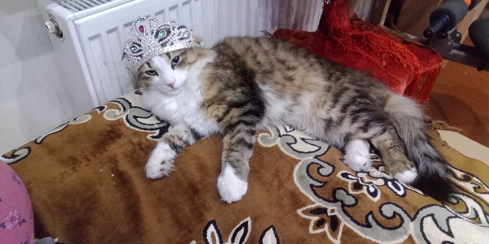 Продам красеня кота, для потомства.