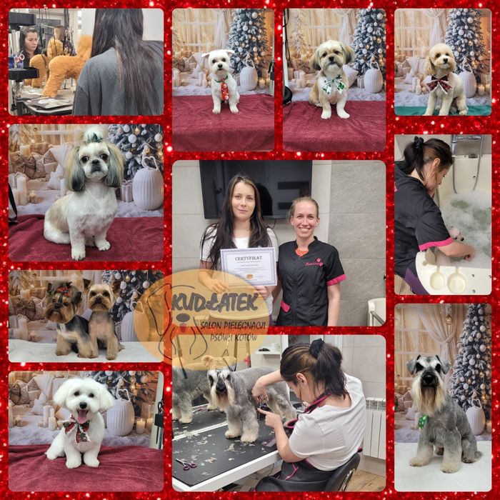 Kurs strzyżenia psów - kurs groomingu salon Kudłatek Mława