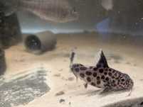 Synodontis multipunctatus