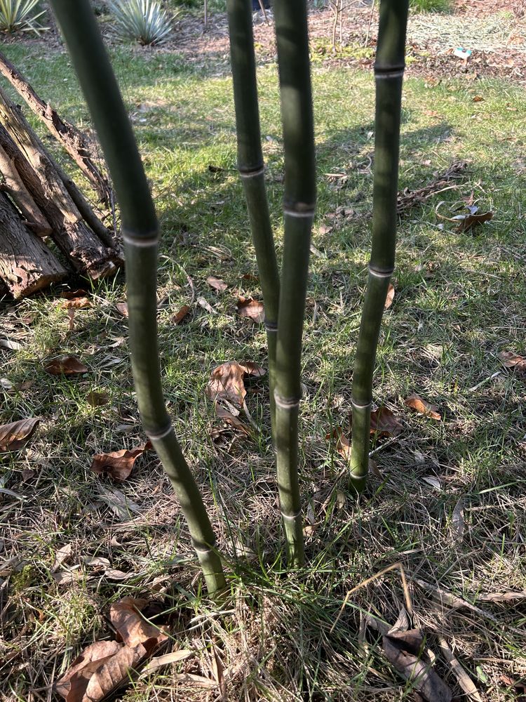 Bambus drzewiasty Phyllostachys Nuda