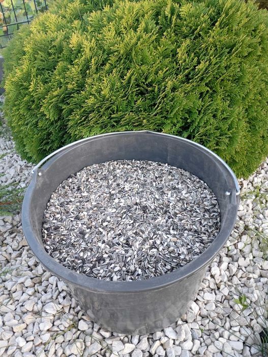 Nasiona słonecznik ozdobny TAIYO 1000gram