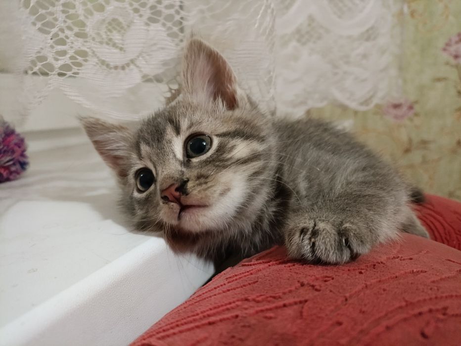 Безкоштовно віддам кошеня