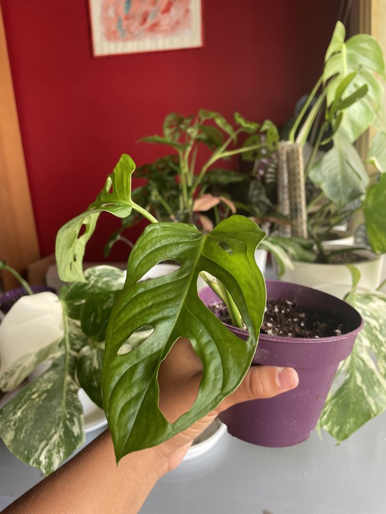 Cuttings monstera adansonii