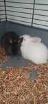 coelhinha mini Lop albino