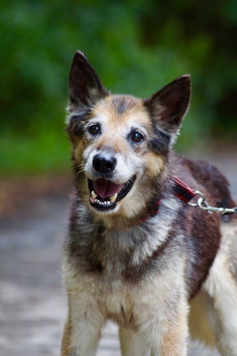 Bruno- łagodny i poczciwy staruszek do adopcji