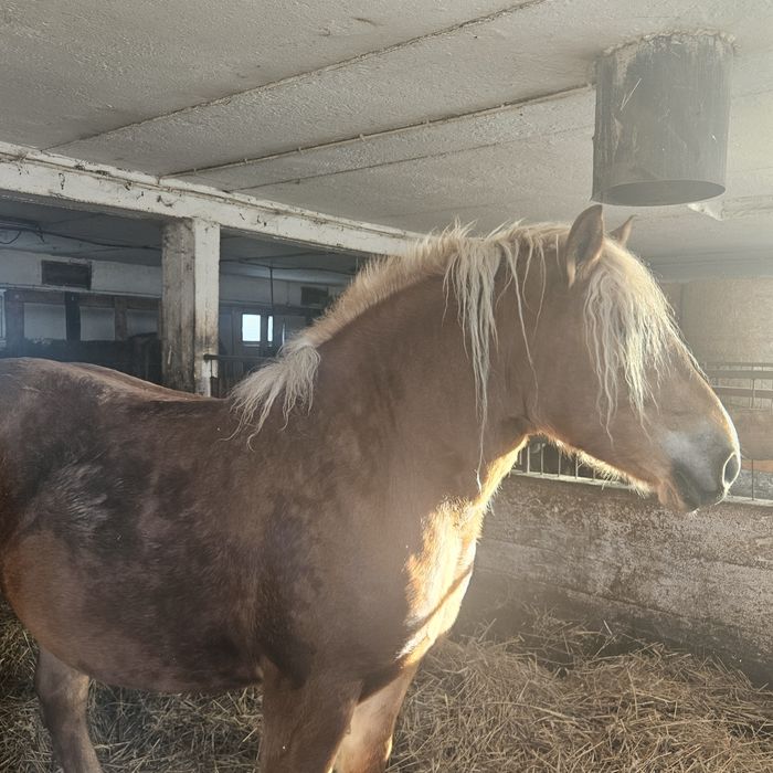 Sprzedam zrebowke zimnokrwista