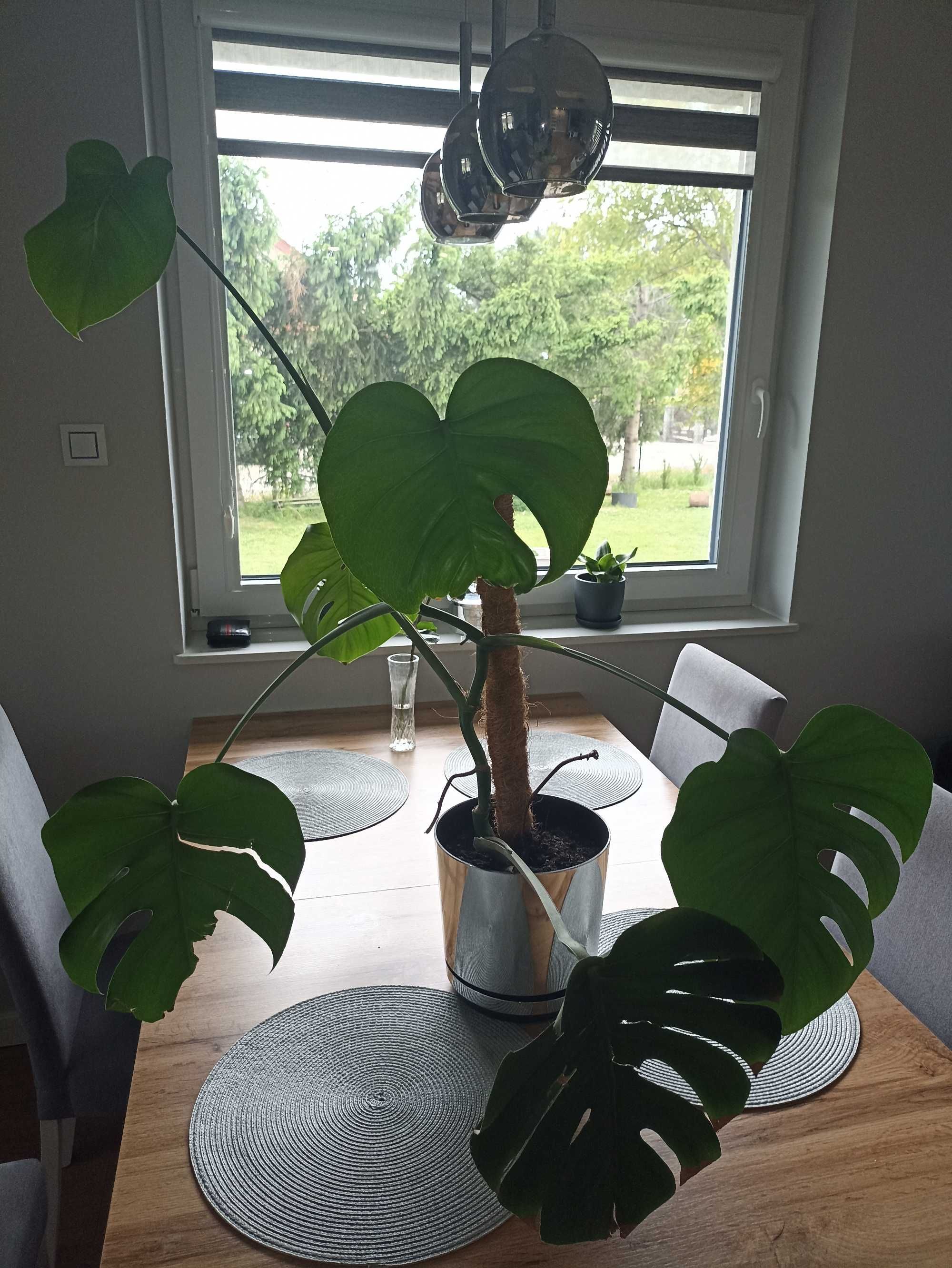 Monstera dziurawa duża