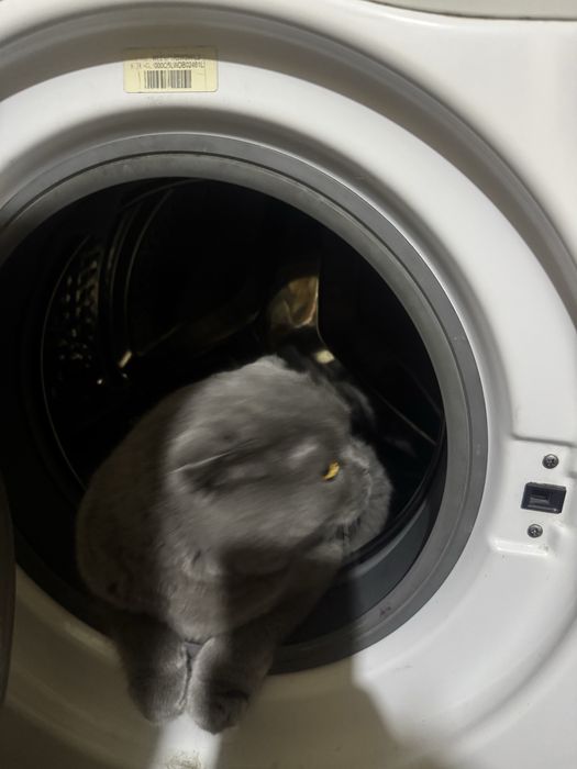 Подарую кота, дорослого, 11 років, в гарні руки, з туалетом і кормом
