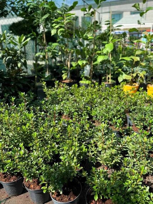 Рослини для ландшавного дизайну. Грунти, кора соснова. Добрива, ЗЗР.