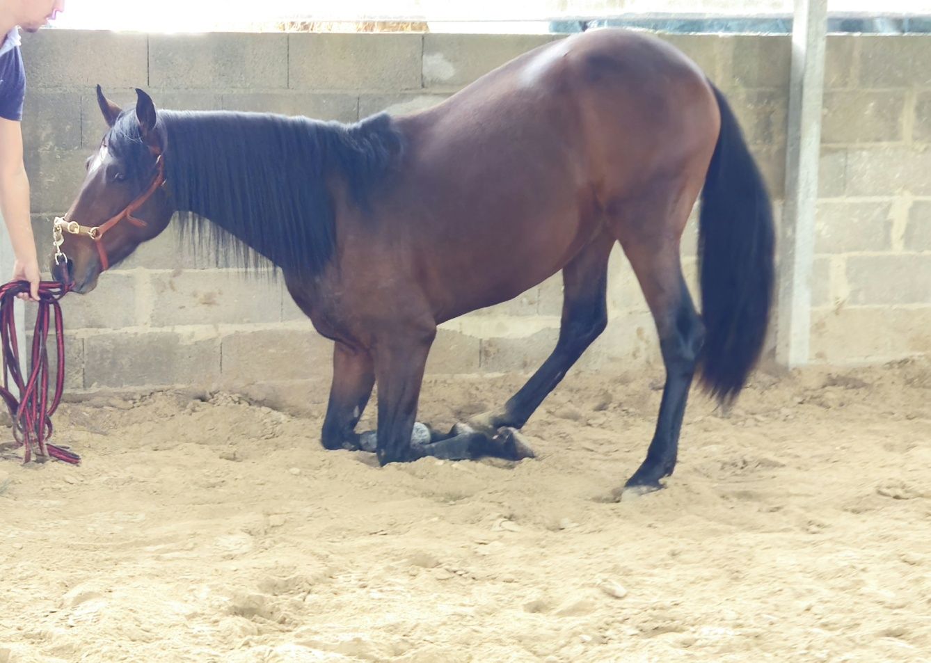 Poldro 4 anos Lusitano
