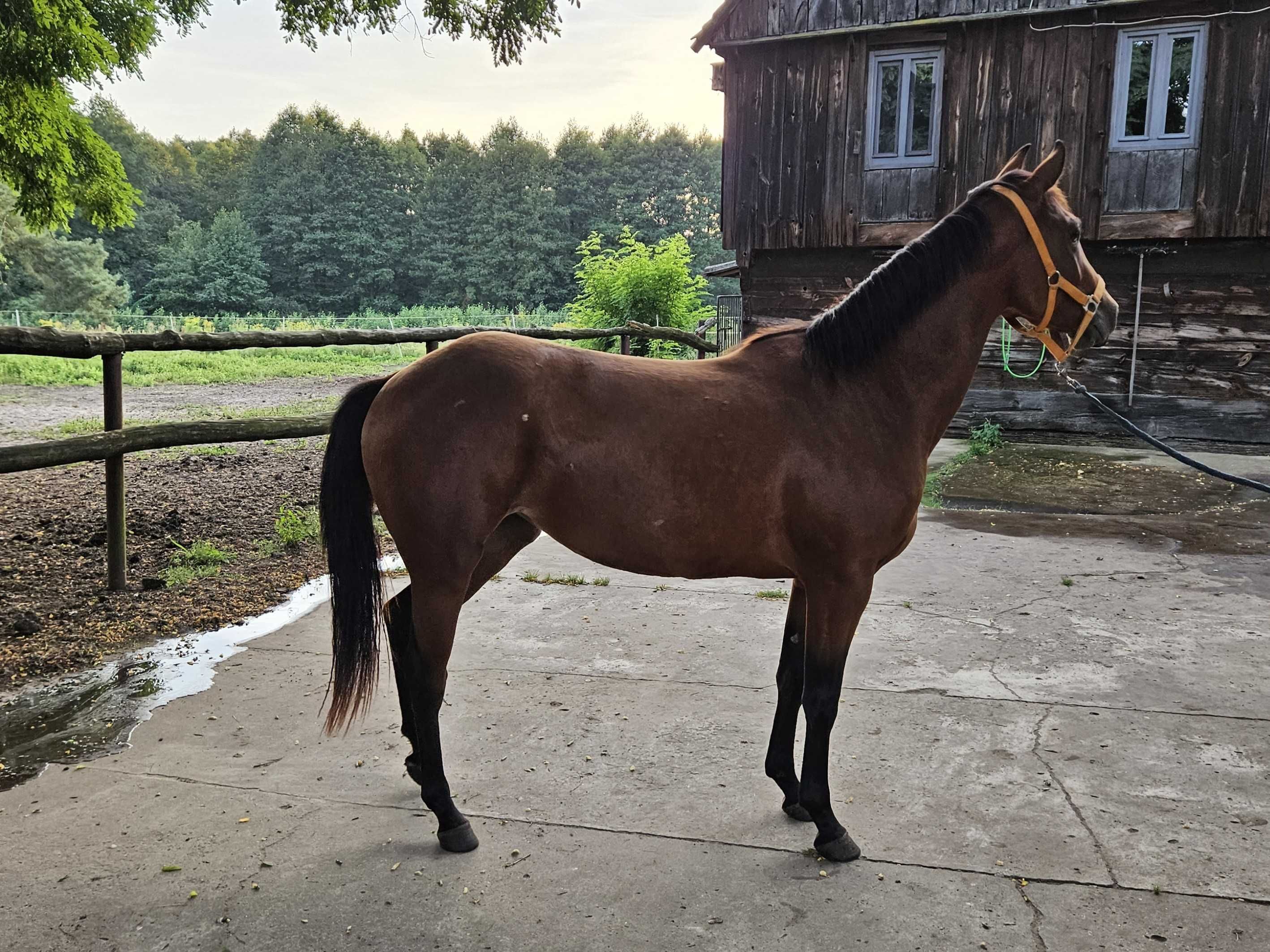 Klacz AQH AQHA American Quarter Horse 2 , 5 roku