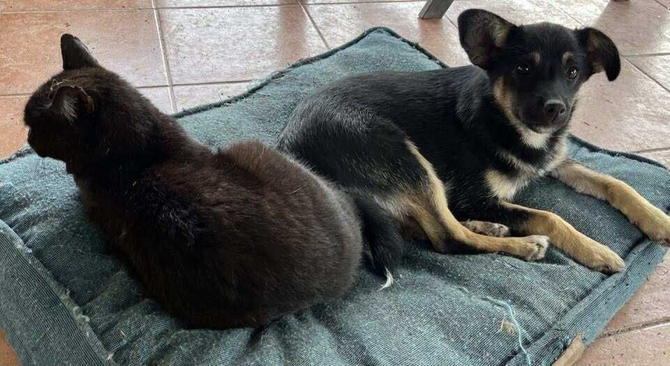 Cudny szczeniak czarny podpalany - do adopcji