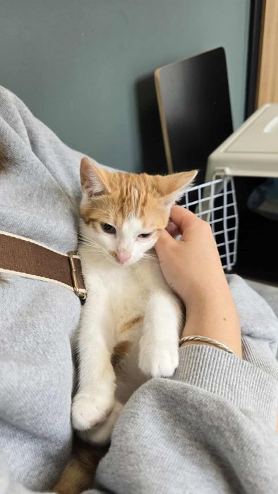 Piekny kocurek poleca sie do adopcji