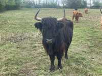 Highland Cattle szkockie bydło