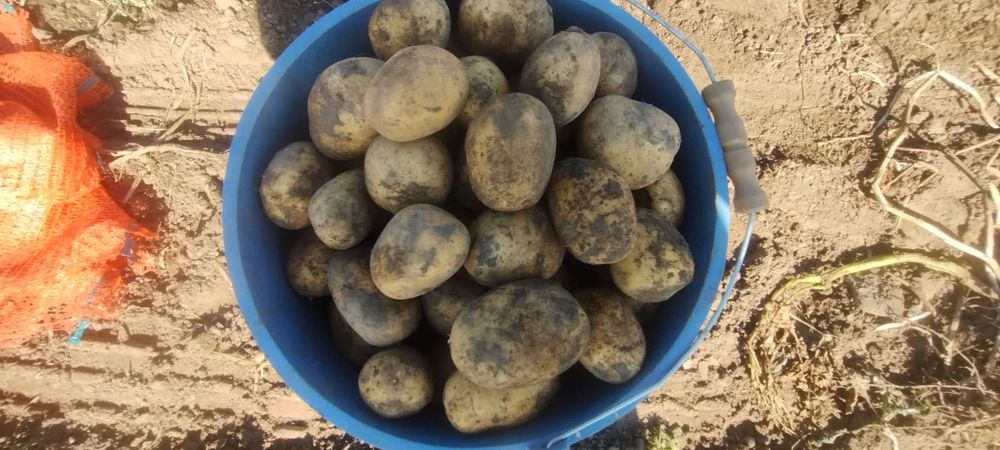 Ziemniaki Soraya,Bellarosa, Vineta, Denar