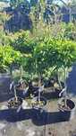 TANGERINEIRAS E LIMAS (CITRUS RETICULATA, CITRUS LATIFOLIA)