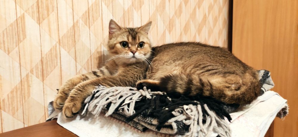 шотландка, доросла / золота шиншила