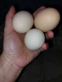 Jaja wiejskie młodych kurek