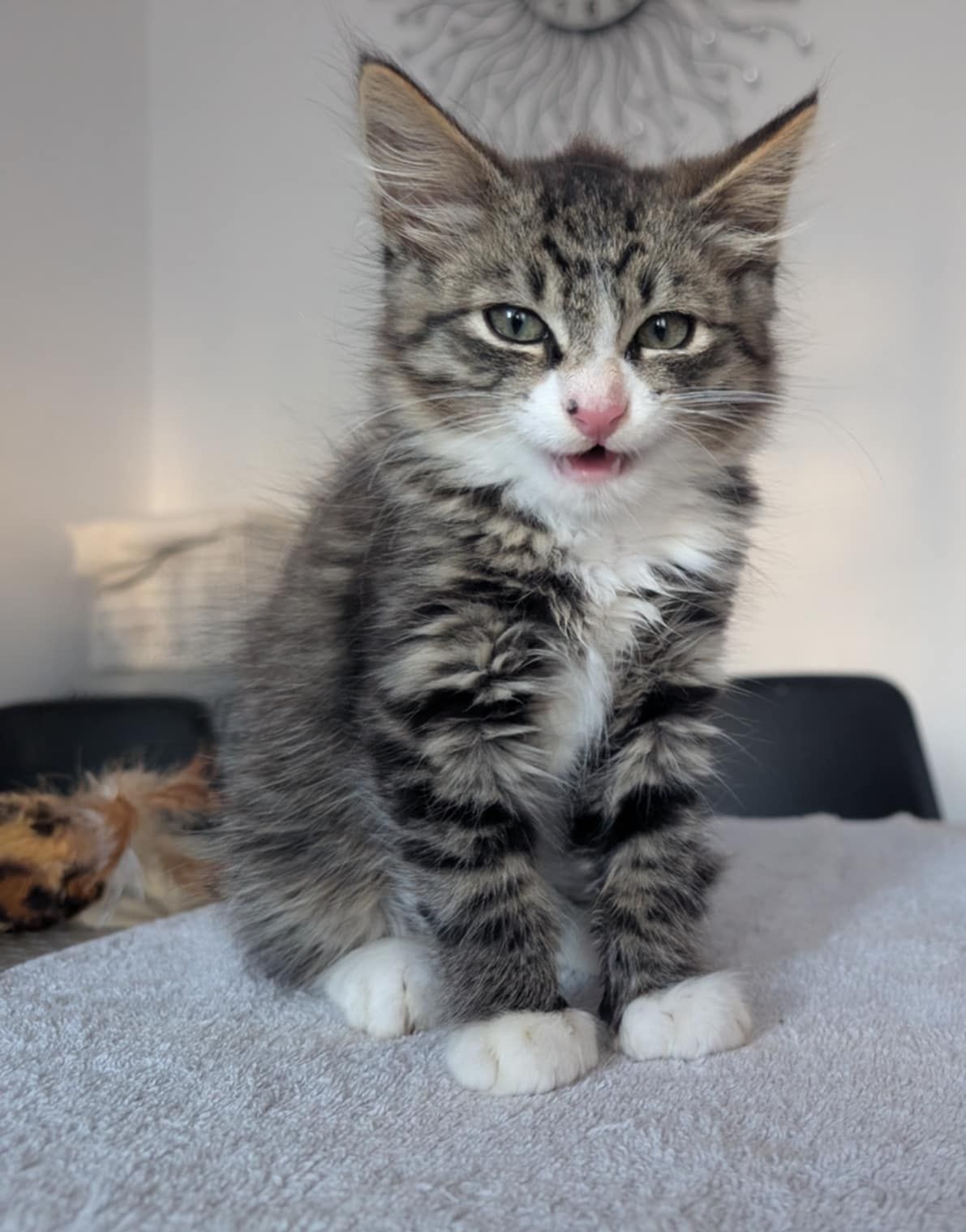 Kocurek Leon  do adopcji