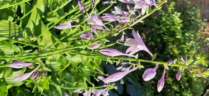 Хоста садовые цветы продам.