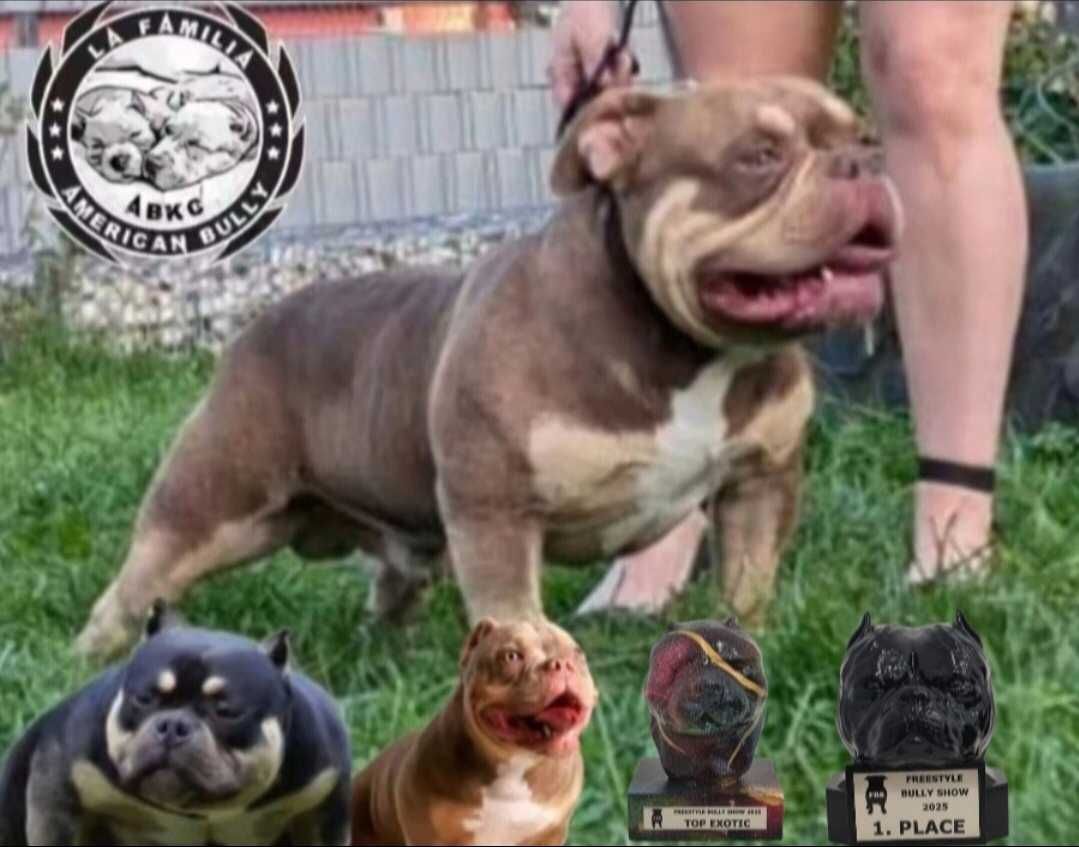American Bully abkc